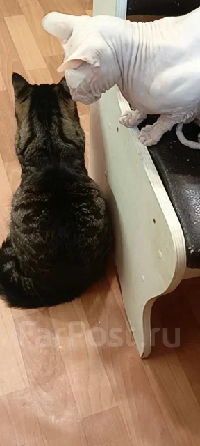 ���������� ��������. ����