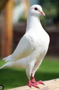 ������. ����