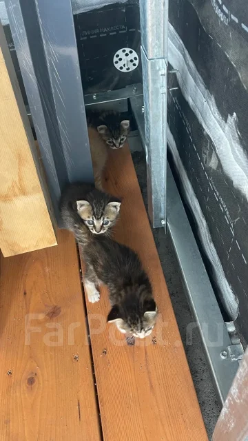 �����. ����