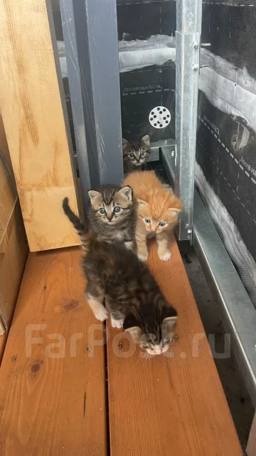 �����. ����
