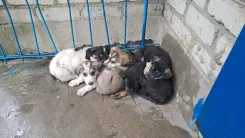 ������. ����