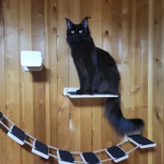 ����-���. ����