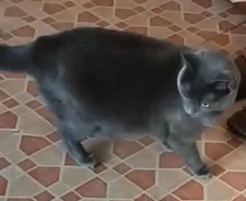 �����. ����
