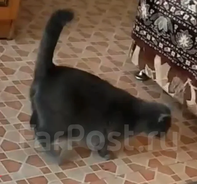 �����. ����