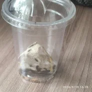 ������� ���������. ����