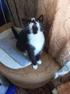 �����. ����