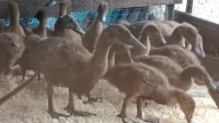 ����. ����