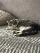 �����. ����