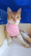 �����. ����