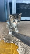 �����. ����