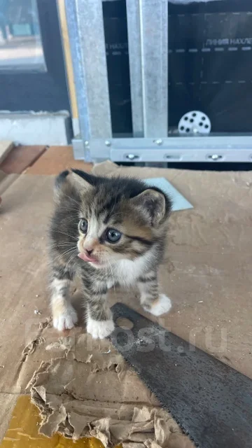�����. ����