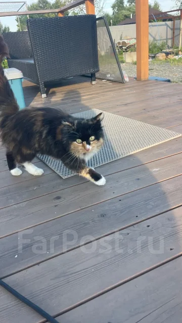 �����. ����