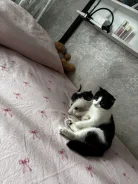 �����. ����