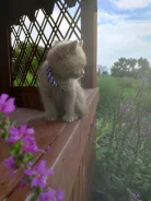 ���������� �����. ����