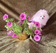 ����. ��� ����� �� ������������ ����