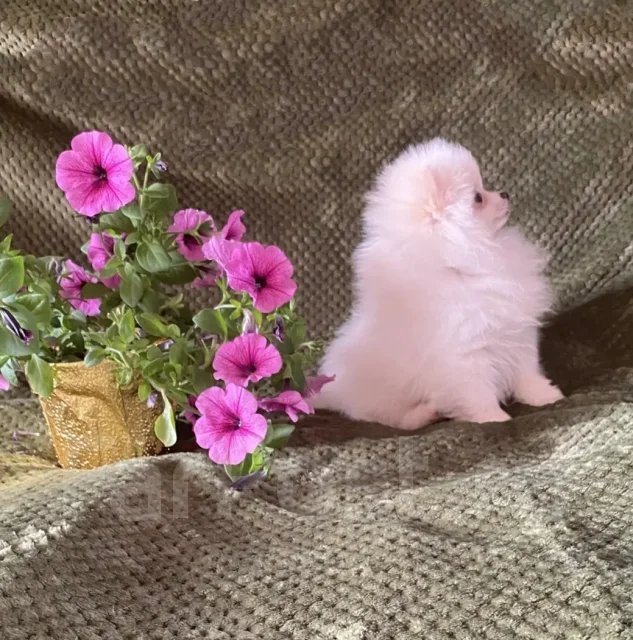 ����. ����