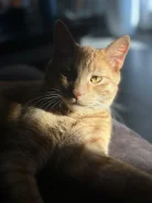 �����. ����