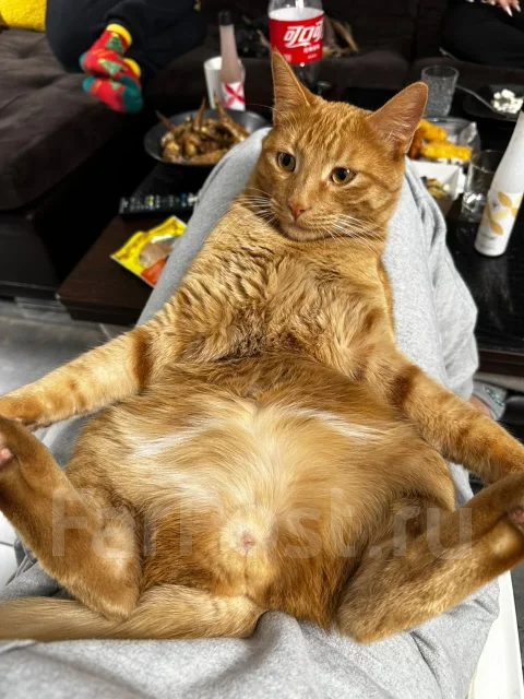 �����. ����