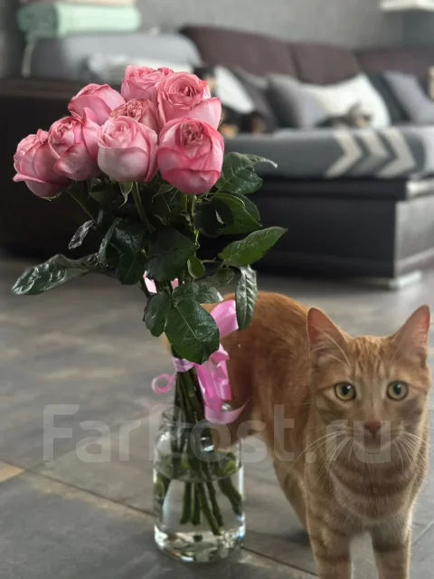 �����. ����