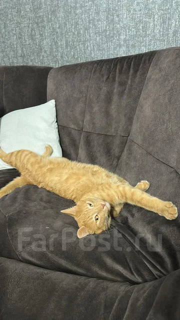 �����. ����