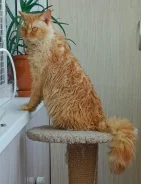 ������� ����. ����