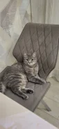 ����� �����. ����