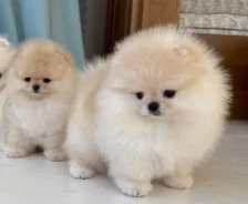����������� ����. ��� ����� �� ���������� ����