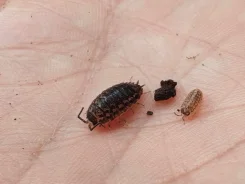 �������. ��� ����� �� ������������ ����
