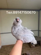 ����. ����