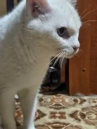 �����. ����