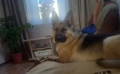 ��������-����������� �������. ����