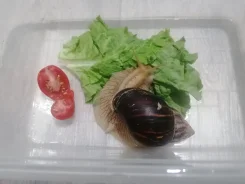 ������. ����