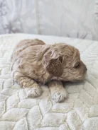 ��������. ����