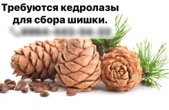 �������-��������. �� ������ ����