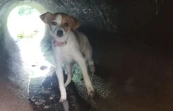 ������. ����