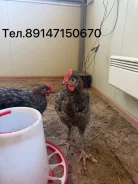 ����. ����