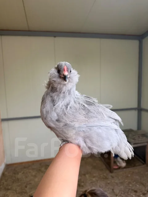 ����. ����