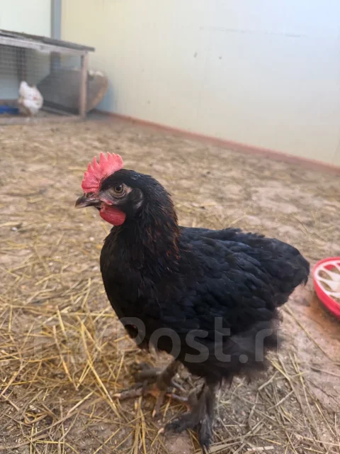 ����. ����