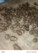 ���������. ����