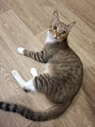 �����. ����