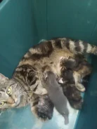 �����. ����