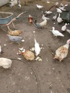 ����. ����