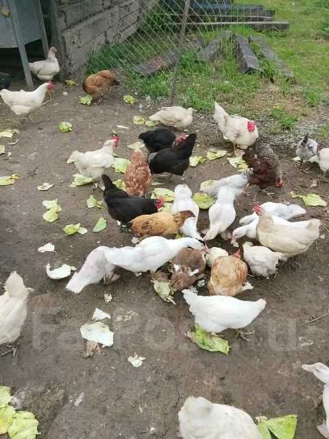 ����. ����