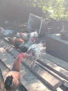 ����. ����