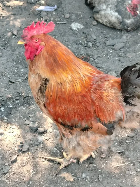 ����. ����