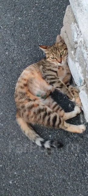 �����. ����