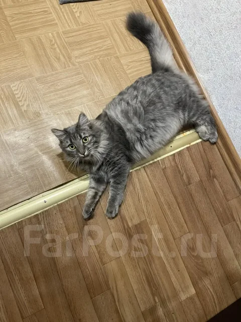 �����. ����