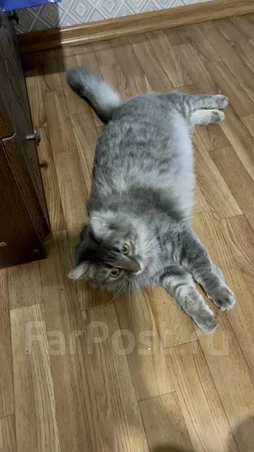 �����. ����