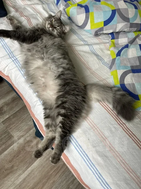 �����. ����