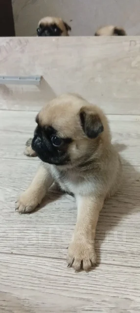 ����. ����